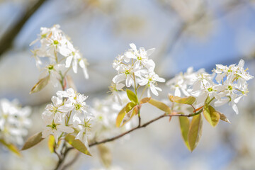 Delicate white blossoms of a rock pear in spring