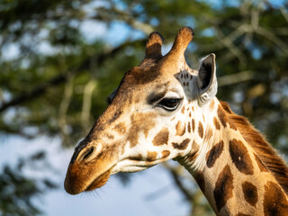 The head of a female giraffe (Giraffa camelopardalis rothschildi) in Mburo National Park in Uganda.