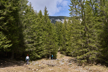 Women hikers in the forest
