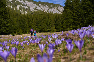 Women hiking through crocus flowers on the mountain