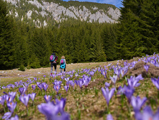 Women hiking through crocus flowers on the mountain