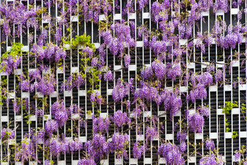 Blooming purple wisteria, Chinese or Japanese wisteria grows on decorative perforated metal wall with vertical elements. Territory of public landscape city park "Krasnodar" or Galitsky Park.