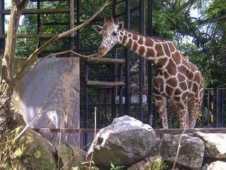 Visit Giraffe in Zoo Negara
