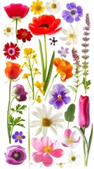 Beautiful Collection of Pressed Flowers and Plants. An array of various pressed flowers and plants in bright, vivid colors, perfectly suitable for art projects, decoration, or botanical studies.