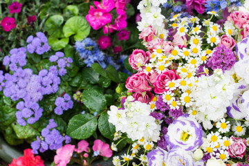 Floral background of various colorful flowers, vivid bright blossoms background of flowers, flowers close up   