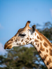 The head of a female giraffe (Giraffa camelopardalis rothschildi) in Mburo National Park in Uganda.