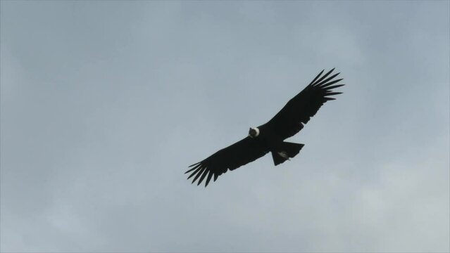 A condor flies in the sky in Patagonia, slow motion. High quality FullHD footage