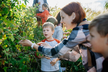 Young students learning about nature, forest ecosystem during biology field teaching class, observing wild plants, eating wild raspberries. Dedicated teachers during outdoor active education.