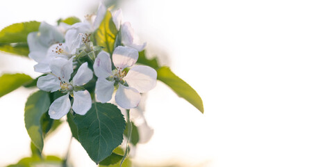 Blooming apple branch with beautiful white flowers in front of a sunshine background with space for copy. Apple blossom.