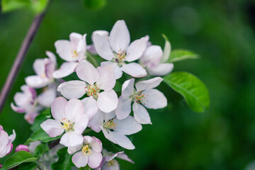 Blooming apple branch with beautiful white flowers in a spring orchard. Apple blossom.