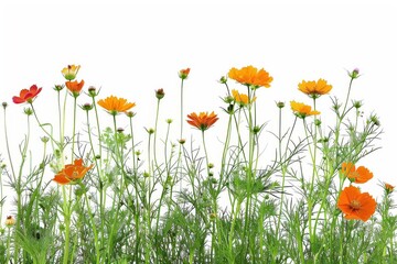 Obraz premium Vibrant collection of various flowers isolated against a white backdrop, showcasing natural beauty and diversity.