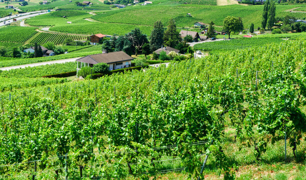 Lavaux vineyard in summer, Switzerland	