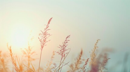 Serene Pastel Sunset with Silhouetted Meadow Grass