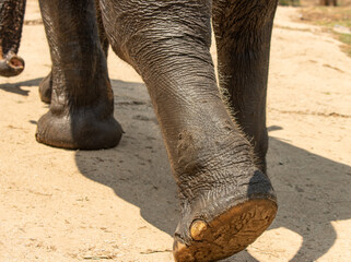 animal elephant on a walk.