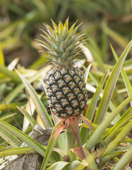 pineapple fruit on a bush.