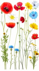 Fototapeta premium A Vibrant Collection Of Various Colorful Meadow Flowers Arranged on a White Background. Presenting unique shapes and colors, meticulously arranged to highlight their natural beauty.
