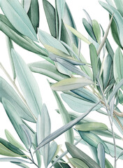 Watercolor olive branch, Watercolor olive leaves, Transparent background, Illustration of olive tree branch, Olive leaves branch painting, Peace Symbol, Olive leaves on transparent background