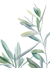 Watercolor olive branch, Watercolor olive leaves, Transparent background, Illustration of olive tree branch, Olive leaves branch painting, Peace Symbol, Olive leaves on transparent background
