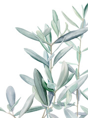 Watercolor olive branch, Watercolor olive leaves, Transparent background, Illustration of olive tree branch, Olive leaves branch painting, Peace Symbol, Olive leaves on transparent background