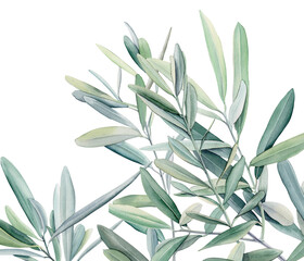 Watercolor olive branch, Watercolor olive leaves, Transparent background, Illustration of olive tree branch, Olive leaves branch painting, Peace Symbol, Olive leaves on transparent background