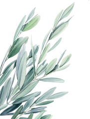 Watercolor olive branch, Watercolor olive leaves, Transparent background, Illustration of olive tree branch, Olive leaves branch painting, Peace Symbol, Olive leaves on transparent background