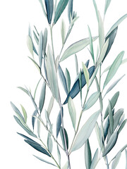 Watercolor olive branch, Watercolor olive leaves, Transparent background, Illustration of olive tree branch, Olive leaves branch painting, Peace Symbol, Olive leaves on transparent background