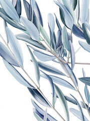 Watercolor olive branch, Watercolor olive leaves, Transparent background, Illustration of olive tree branch, Olive leaves branch painting, Peace Symbol, Olive leaves on transparent background