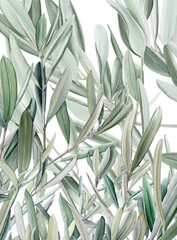 Watercolor olive branch, Watercolor olive leaves, Transparent background, Illustration of olive tree branch, Olive leaves branch painting, Peace Symbol, Olive leaves on transparent background