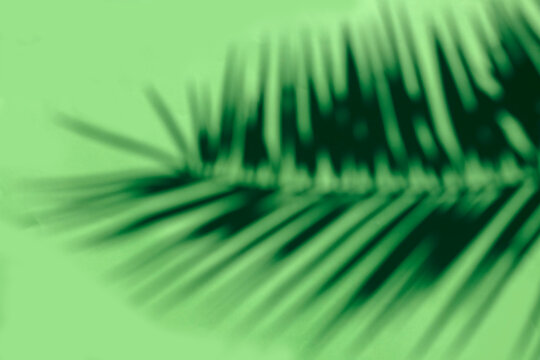 Close-up of green defocused palm tree leaf