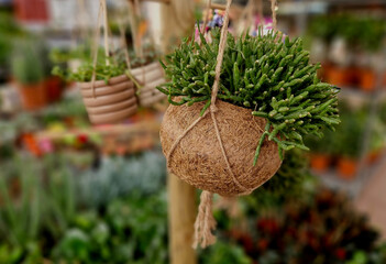 ball of substrate. A tropical plant is planted in the ball to hang from the ceiling down....