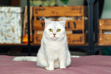A cute silver British cat sits on the master's bed.
