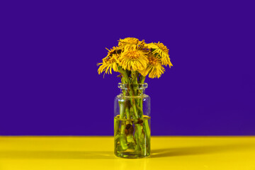 Bouquet of coltsfoot flowers on a purple and yellow background.