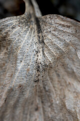 Dry dirty beautiful leaf macro