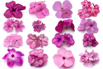 A vibrant collection of various meadow flowers, presenting unique shapes and colors, meticulously arranged on a stark white background to highlight their natural beauty.