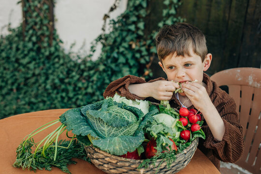 Boy eating fresh organic vegetable from vintage wicker basket on table in back yard