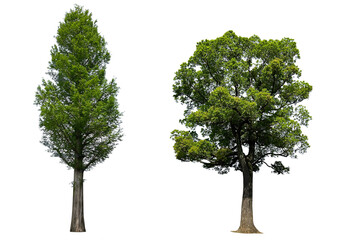 大きな木の切抜き2種類