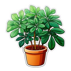 Lush Potted Schefflera Plant Illustration on White Background