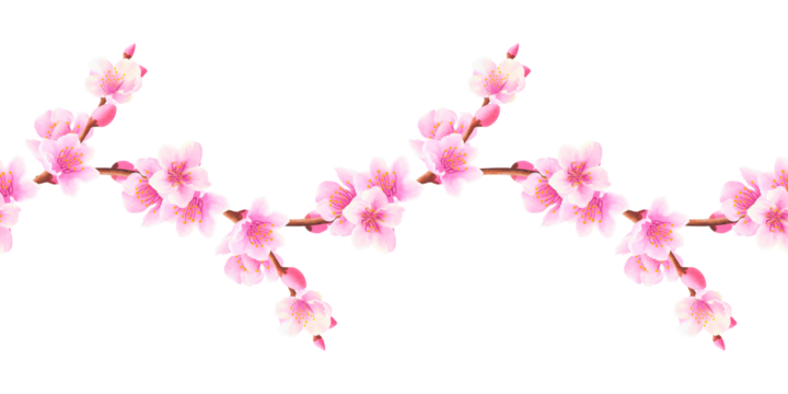 Branches with sakura, peach, apple tree flowers. Hand drawn watercolor botanical illustration. Seamless banner, pattern. border on white background. For design, textile, wallpaper, wrapping paper