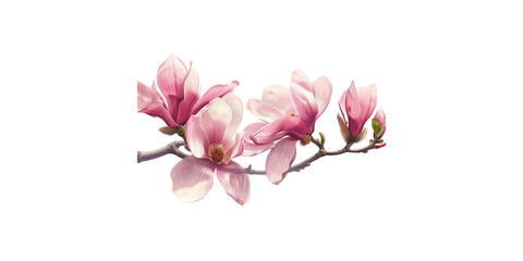 Naklejka na ściany i meble Pink magnolia flowers isolated on a white background