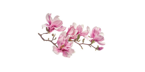 Fototapeta na wymiar Pink magnolia flowers isolated on a white background