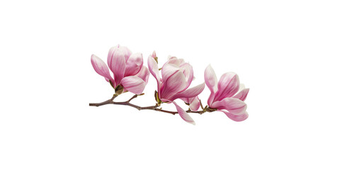Obraz premium Pink magnolia flowers isolated on a white background