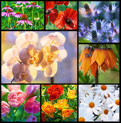 Collage, variety and flowers with colorful in nature for blossom with daisy, orchid and roses. Composite, range and natural with sunflower for bloom in montage with plants in beauty in outside