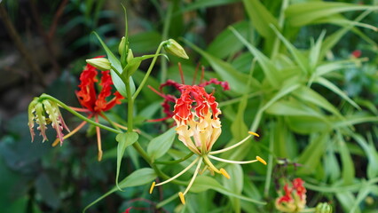 Gloriosa superba flower in the garden