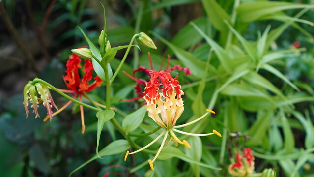Gloriosa superba flower in the garden