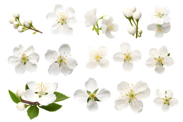 Obraz premium White flowers cherry blossom isolated on transparent background