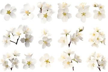 Obraz premium White flowers cherry blossom isolated on transparent background