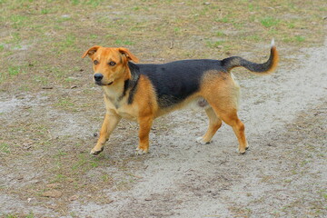 one red mature beautiful with drooping ears and a black back stray dog stands on the ground during the day on the street