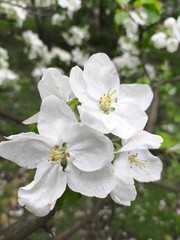apple tree blossom