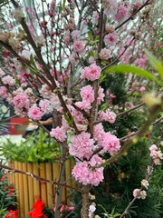 PINK / RED / YELLOW SAKURA FLOWERS