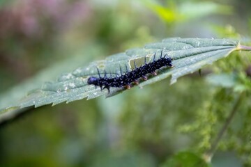 caterpillar on a leaf